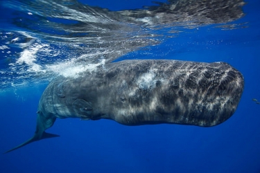 sperm whale